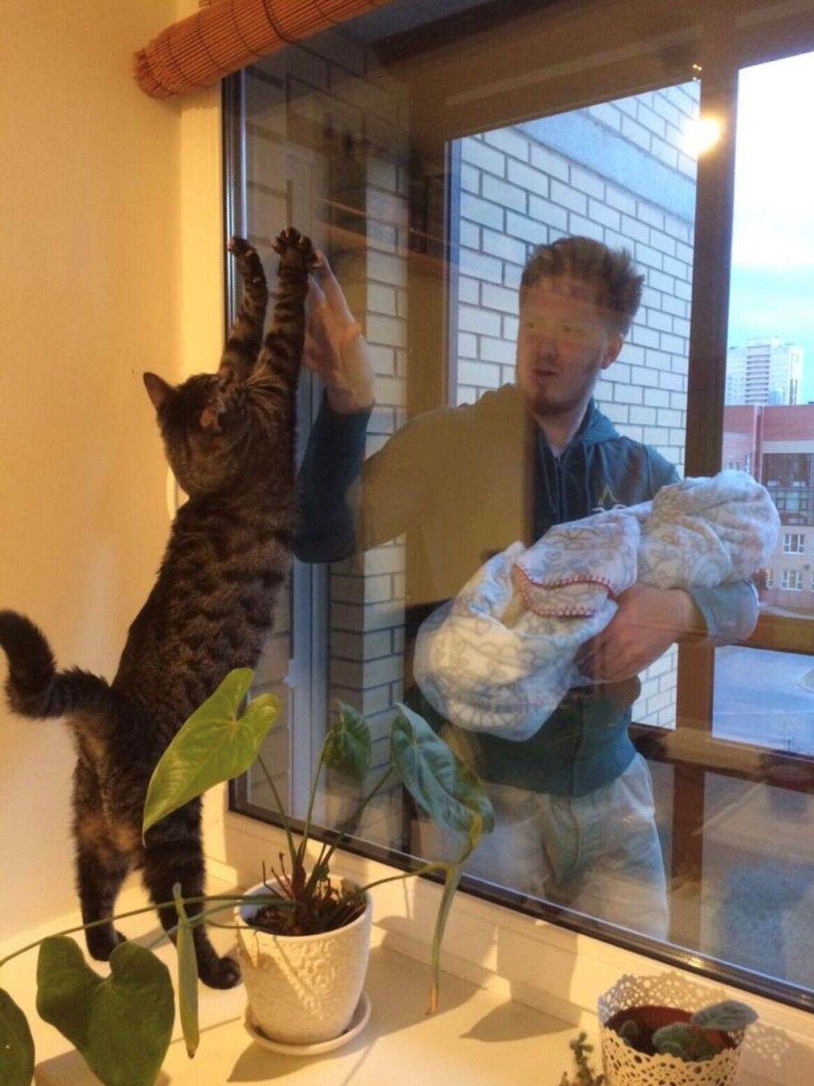 2 VB Katz Fenster